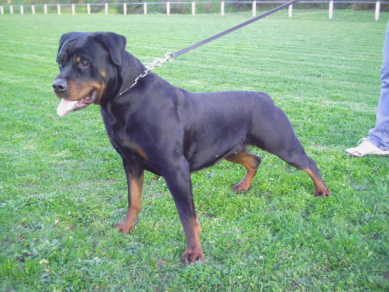 Akina vom Haus Metzgerhund