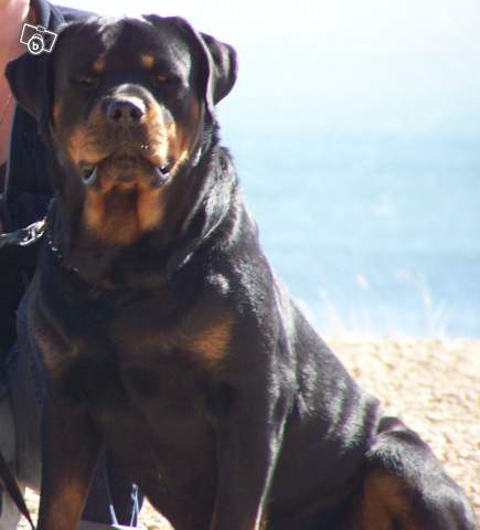 Brutus (Sans Affixe)