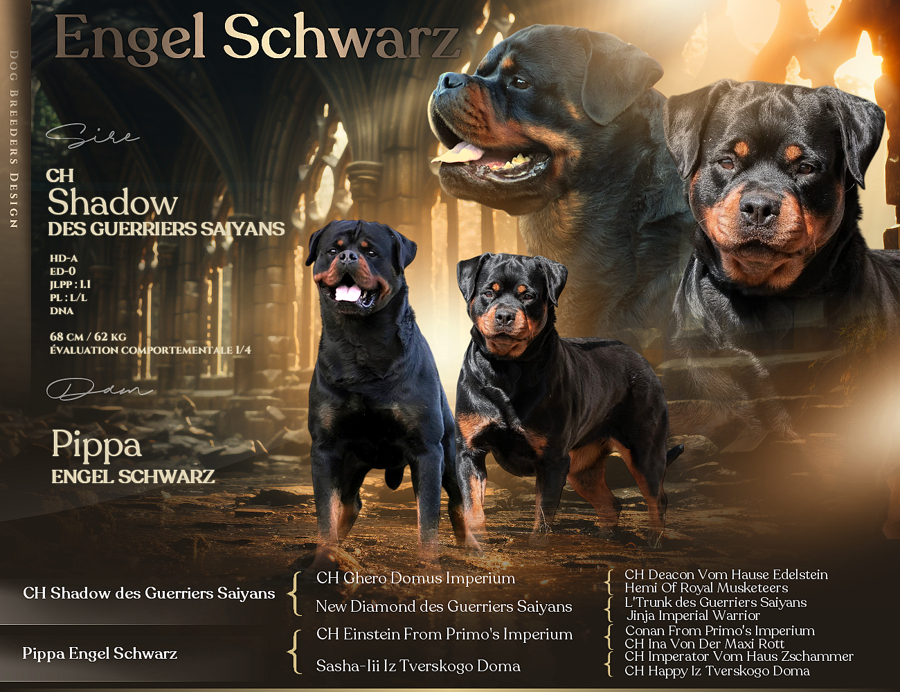 Une nouvelle portée arrive Bientôt chez nous