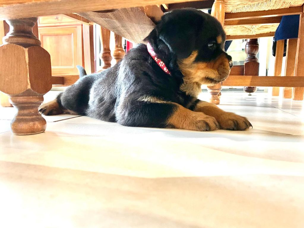 Une nouvelle portée arrive Bientôt chez nous 