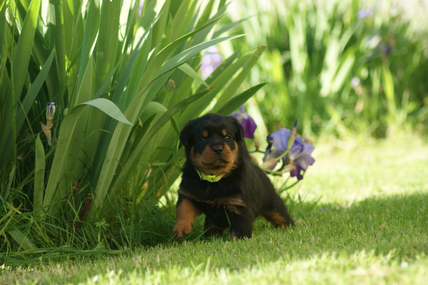 Engel Schwarz - Rottweiler - Portée née le 15/03/2026