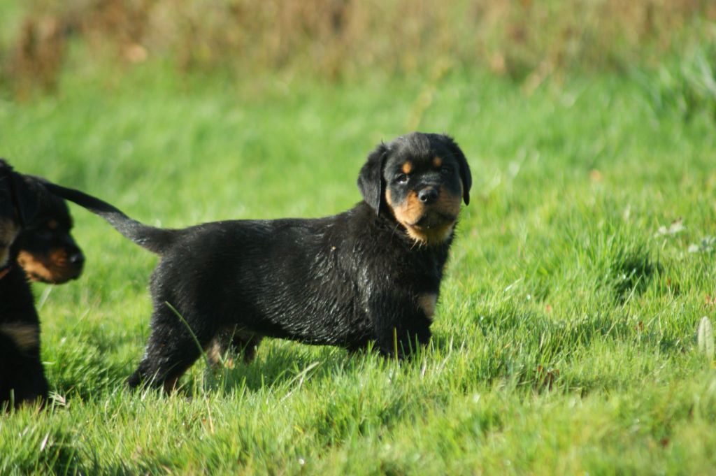 Engel Schwarz - Chiots disponibles - Rottweiler